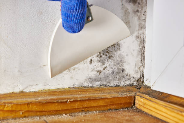 Reliable Hiller, PA Mold Removal Solutions